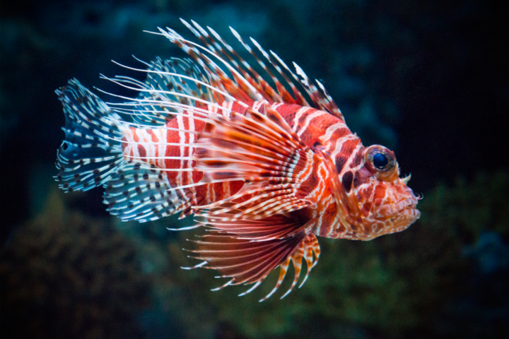 giftiger-eindringling-der-rotfeuerfisch-im-mittelmeer